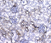 IHC testing of FFPE rat kidney tissue with CD44 antibody at 1ug/ml. Required HIER: steam section in pH6 citrate buffer for 20 min and allow to cool prior to testing.