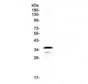 Western blot testing of rat PC-12 cell lysate with CD40 antibody at 0.5ug/ml. Predicted molecular weight is 30-45 kDa depending on glycosylation level.