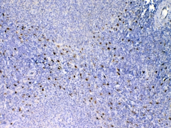 IHC testing of FFPE rat spleen tissue with Il33 antibody at 1ug/ml. Required HIER: steam section in pH6 citrate buffer for 20 min and allow to cool prior to testing.