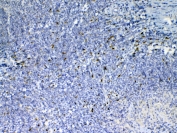 IHC testing of FFPE mouse spleen tissue with Il33 antibody at 1ug/ml. Required HIER: steam section in pH6 citrate buffer for 20 min and allow to cool prior to testing.