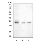 Western blot testing of 1) rat lung, 2) mouse lung and 3) mouse RAW264.7 cell lysate with Il33 antibody at 0.5ug/ml. Predicted molecular weight ~31 kDa.