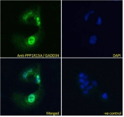 ICC/IF testing of fixed and permeabilized human HepG2 cells with GADD34 antibody (green) at 10ug/ml and DAPI nuclear stain (blue).