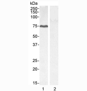 Western blot testing of 1) HEPG2 cell lysate and 2) KLY negative control cell lysate with GADD34 antibody at 0.1ug/ml. Predicted molecular weight ~73 kDa.