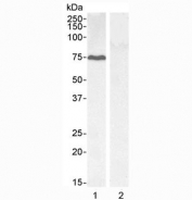 Western blot testing of 1) HEPG2 cell lysate and 2) KLY negative control cell lysate with GADD34 antibody at 0.1ug/ml. Predicted molecular weight ~73 kDa, can be observed at up to ~110 kDa.