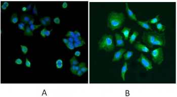 IF/ICC testing of human A) MCF7 and B) HeLa cells with DJ-1 antibody at 5ug/ml + DAPI nuclear counterstain.