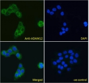 IF/ICC testing of fixed and permeabilized human A431 cells with ADAM12 antibody (green) at 10ug/ml and DAPI nuclear stain (blue).