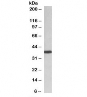 Western blot testing of HeLa lysate with PCBP1 antibody at 0.01ug/ml. Predicted molecular weight: ~38kDa.