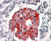IHC staining of FFPE human pancreas with KIR6.2 antibody at 4ug/ml. HIER: steamed with pH6 citrate buffer, AP-staining.