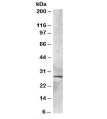 Western blot testing of human heart lysate with SYF2 antibody at 2ug/ml. Predicted molecular weight: ~28kDa, routinely observed at ~29kDa.