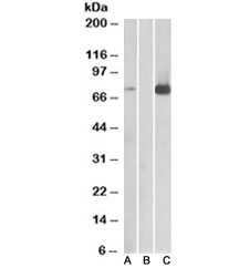 Western blot of HEK293 lysate overexpressing human MAP3K7/TAK1 with DYKDDDDK tag probed with TAK1 antibody [1ug/ml] in Lane A and probed with anti-DYKDDDDK tag (1/3000) in lane C. Mock-transfected HEK293 probed with TAK1 antibody [1ug/ml] in Lane B.