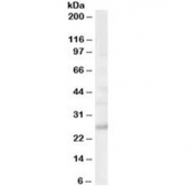 Western blot testing of human brain lysate with MOG antibody at 0.03ug/ml. Expected molecular weight: 15-28 kDa depending on glycosylation level.