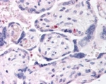 IHC testing of FFPE human placenta with DUSP16 antibody at 2.5ug/ml. HIER: steamed with pH6 citrate buffer, AP-staining.