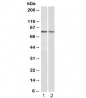 Western blot testing of 1) human cerebellum and 2) rat brain lysate with TRIM3 antibody at 0.3ug/ml. Predicted molecular weight: ~81kDa.