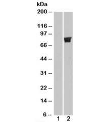 Western blot of HEK293 lysate overexpressing TRIM3 probed with TRIM3 antibody (mock transfection in lane 1). Predicted mo