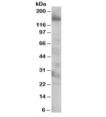 Western blot testing of 293 lysate with EIF4ENIF1 antibody at 0.25ug/ml. Predicted molecular weight: ~108kDa,