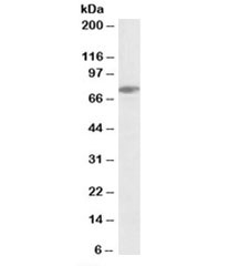 Western blot testing of Jurkat lysate with SLP76 antibody at 0.3ug/ml. Expected molecular weight: ~76kDa.