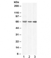 Western blot testing of 1) human lymph node, 2) human tonsil and 3) mouse thymus lysate with ELF1 antibody at 0.3ug/ml. Expected molecular weight: ~68 kDa (unmodified) up to ~80 kDa (phosphorylated/glycosylated cytoplasmic form) and up to ~98 kDa (phosphorylated/glycosylated nuclear form).