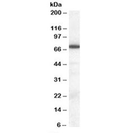 Western blot testing of human tonsil lysate with ELF1 antibody at 0.3ug/ml. Predicted molecular weight: ~68kDa.