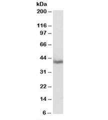 Western blot testing of mouse liver lysate with MRG15 antibody at 0.1ug/ml. Predicted molecular weight: ~41/37kDa (isoforms 1/2).