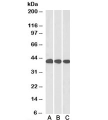 Western blot testing of liver lysate from A) mouse, B) rat and C) pig with MRG15 antibody at 0.1ug/ml. Predicted molecular weight: ~41/37kDa (isoforms 1/2).