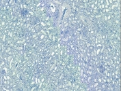 Negative control: IHC staining of FFPE human kidney tissue with no primary antibody. Required HIER: steamed antigen retrieval with pH6 citrate buffer; HRP-staining.