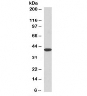 Western blot testing of mouse liver lysate with MRG15 antibody at 3.3ug/ml. An NAP blocker was used in place of non-fat milk as blocking solution and diluent. (1)