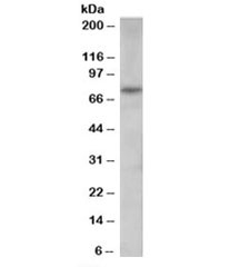 Western blot testing of human spleen lysate with PAD4 antibody at 0.3ug/ml. Predicted molecular weight: ~74kDa.~