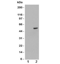 Western blot of HEK293 lysate overexpressing human PAX8A probed with PAX8 antibody at 1ug/ml [mock transfection in lane 1]. Predicted molecular weight ~48kDa but routinely observed at ~55kDa.