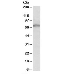 Western blot testing of HeLa lysate with GRB10 antibody at 1ug/ml. Predicted molecular weight: ~67kDa.