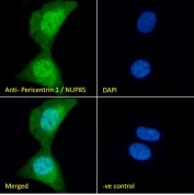 IF/ICC staining of fixed and permeabilized human U-2 OS cells with Pericentrin 1 antibody (green) at 10ug/ml and DAPI nuclear stain (blue).