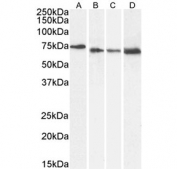 Western blot testing of A) human HeLa, B) mouse NIH 3T3, C) human HeLa (nuclear fraction) and D) human HEK293 (nuclear fraction) cell lysate with Pericentrin 1 antibody at 0.5ug/ml. Predicted molecular weight: ~75 kDa.