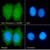 IF/ICC staining of fixed and permeabilized human MCF7 cells with Pericentrin 1 antibody (green) at 10ug/ml and DAPI nuclear stain (blue).
