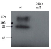 Western blot testing of total melanocyte PNS (200ug per lane) of wild-type and leaden (Mlph null) mice with Melanophilin antibody at 0.5ug/ml. The upper band may represent the stacking-separating gel interface.~