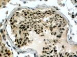 IHC testing of FFPE human testis with RAD51AP1 antibody at 4ug/ml. HIER: steamed with pH6 citrate buffer, HRP-staining.