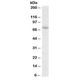 Western blot testing of mouse heart lysate with SLC6A8 antibody at 0.1ug/ml. Predicted molecular weight: ~71kDa.~