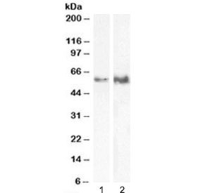Western blot testing of human 1) HeLa and 2) Jurkat lysate with TFEB antibody at 0.5ug/ml. Expected molecular weight: 53-60 kDa.~