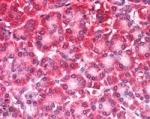 IHC testing of FFPE human pancreas with CARD6 antibody at 5ug/ml. HIER: steamed with pH6 citrate buffer, AP-staining.
