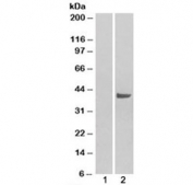 Western blot of HEK293 lysate overexpressing SNX16 probed with SNX16 antibody (mock transfection in lane 1). Predicted molecular weight: ~39 kDa.
