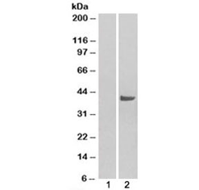 Western blot of HEK293 lysate overexpressing SNX16 probed with SNX16 antibody (mock transfection in lane 1). Predicted molecular weight: ~39kDa.
