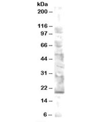 Western blot testing of human brain lysate with MMS2 antibody at 0.5ug/ml. Predicted molecular weight: ~16kDa.