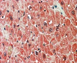 IHC staining of FFPE human heart with PPP2R5A antibody at 5ug/ml. HIER: steamed with pH6 citrate buffer, AP-staining.