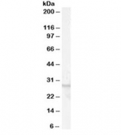 Western blot testing of human breast lysate with GPR40 antibody at 0.01ug/ml. Predicted molecular weight ~31 kDa.