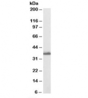 Western blot testing of human breast lysate with AKR1C3 antibody at 0.03ug/ml. Predicted molecular weight: ~37kDa.