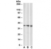 Western blot of pig (A), mouse (B) and rat (C) liver lysates with Arginase 1 antibody at 0.03ug/ml. Predicted molecular weight ~35 kDa.
