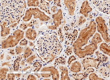 IHC testing of FFPE human kidney tissue with Arginase 1 antibody. HIER: steamed with pH9 Tris/EDTA, HRP-staining.