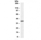 Western blot testing of human liver lysate with Arginase 1 antibody at 0.01ug/ml. Predicted molecular weight ~35 kDa.