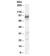 Western blot testing of human heart lysate with TRAK1 antibody at 0.3ug/ml. Predicted molecular weight: ~77kDa, observed here at ~90kDa.