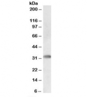 Western blot testing of human bone marrow lysate with TREML1 antibody at 0.5ug/ml. Predicted molecular weight: ~33kDa.