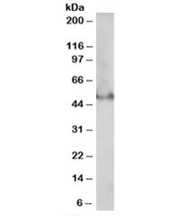 Western blot testing of MOLT4 lysate with PPAR delta antibody at 0.3ug/ml. Predicted molecular weight: ~50kDa.