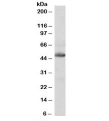 Western blot testing of human heart lysate with IDH2 antibody at 0.1ug/ml. Predicted molecular weight: ~51kDa.~
